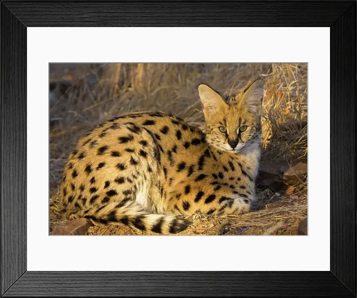 Framed Print : Serval ( Felis serval). Nitani Game Reserve Framed Print : Serval ( Felis serval). Nitani Game Reserve