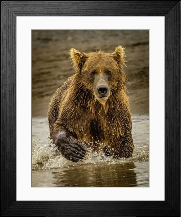 Framed Print : Alaska Chasing Salmon Coastal Brown Bears (Ursus Arctos Horribilis) Framed Print : Alaska Chasing Salmon Coastal Brown Bears (Ursus Arctos Horribilis)