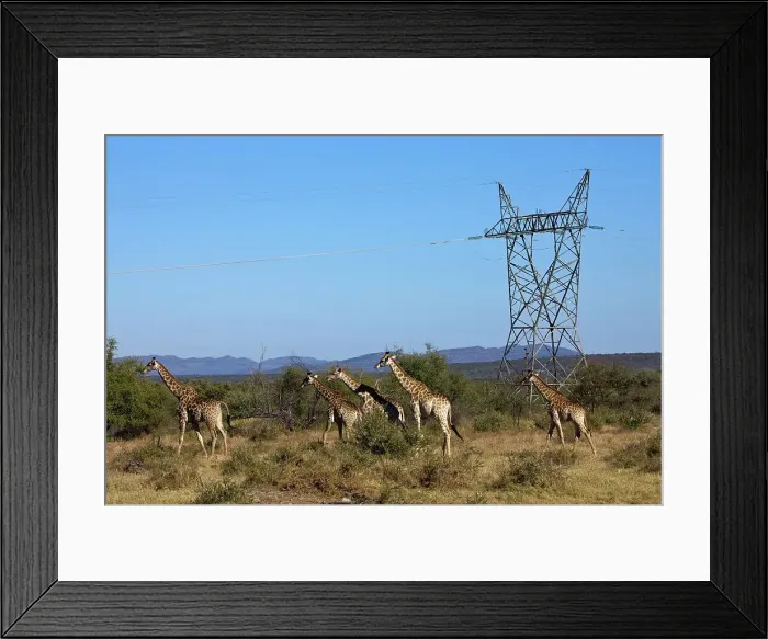 Framed Print : Giraffe Giraffa Camelopardalis} Framed Print : Giraffe Giraffa Camelopardalis}