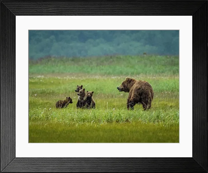 Framed Print : Alaska COY Chasing Salmon Coastal Brown Bears (Ursus Arctos Horribilis)