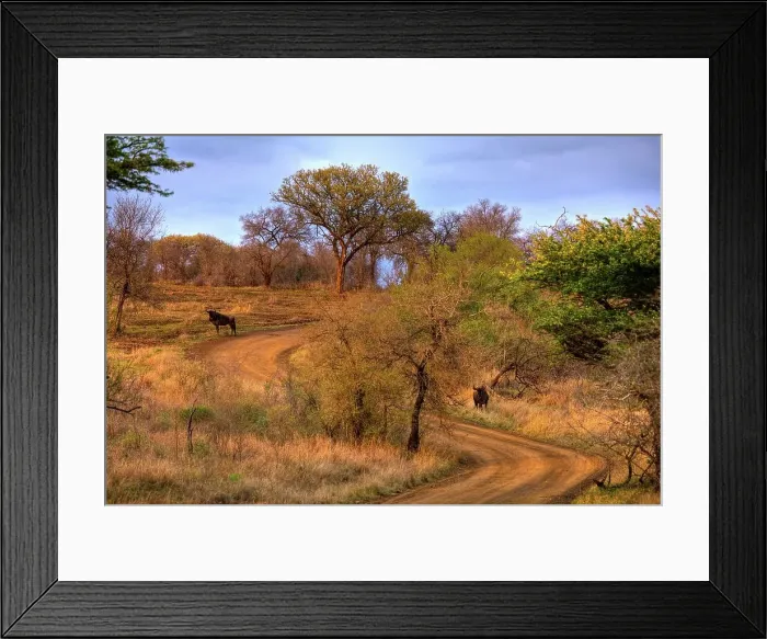Framed Print : Blue Wildebeest (Connochaetes Taurinus)