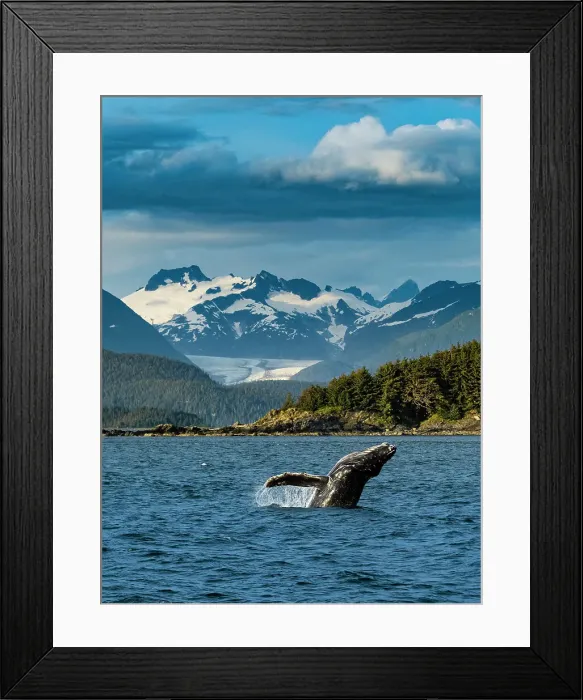 Framed Print : Alaska Humpback Whale (Megaptera Novaeangliae) Framed Print : Alaska Humpback Whale (Megaptera Novaeangliae)