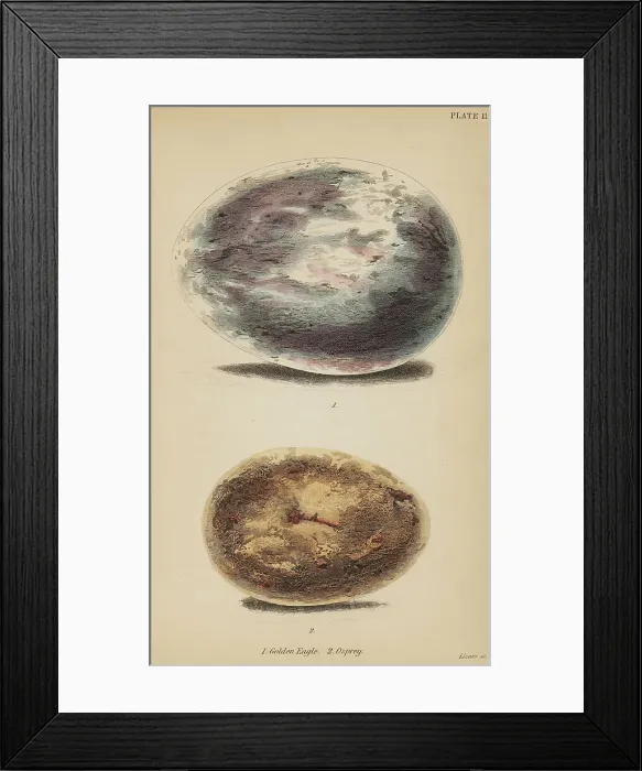 Framed Print : 1835 Antique Art Biology Bird Birds Classification Framed Print : 1835 Antique Art Biology Bird Birds Classification