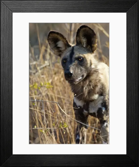 Framed Print : Wild Dog (Lycaon pictus). Hoedspruit Conservation Centre Framed Print : Wild Dog (Lycaon pictus). Hoedspruit Conservation Centre