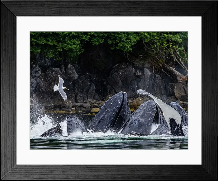 Framed Print : Alaska Fingers Humpback Whale (Megaptera Novaeangliae)