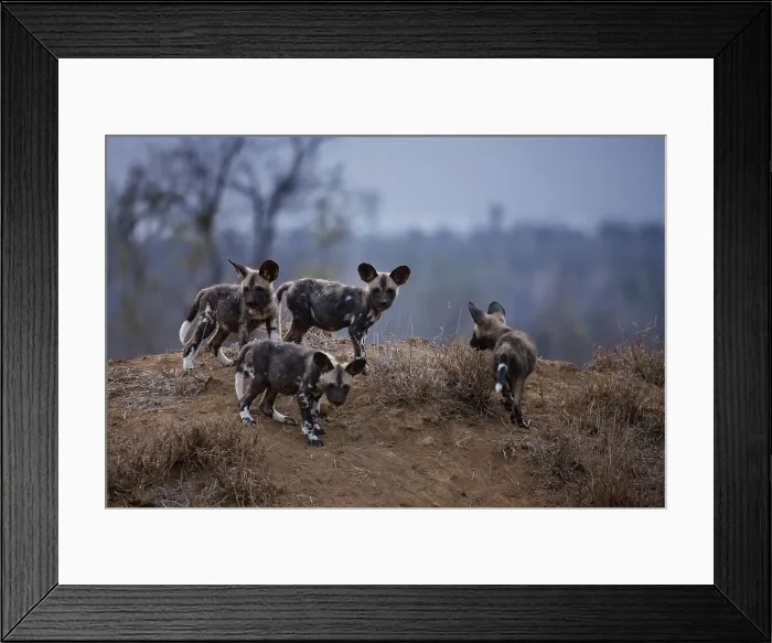 Framed Print : Wild Dog Lycaon Pictus}. Manyeleti Game Reserve Framed Print : Wild Dog Lycaon Pictus}. Manyeleti Game Reserve