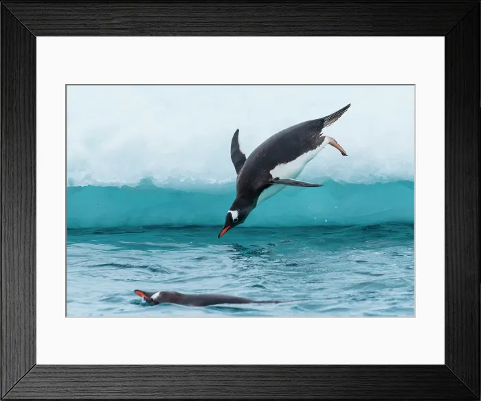 Framed Print : Adventure Adventure Travel Antarctica Blue Ice Framed Print : Adventure Adventure Travel Antarctica Blue Ice