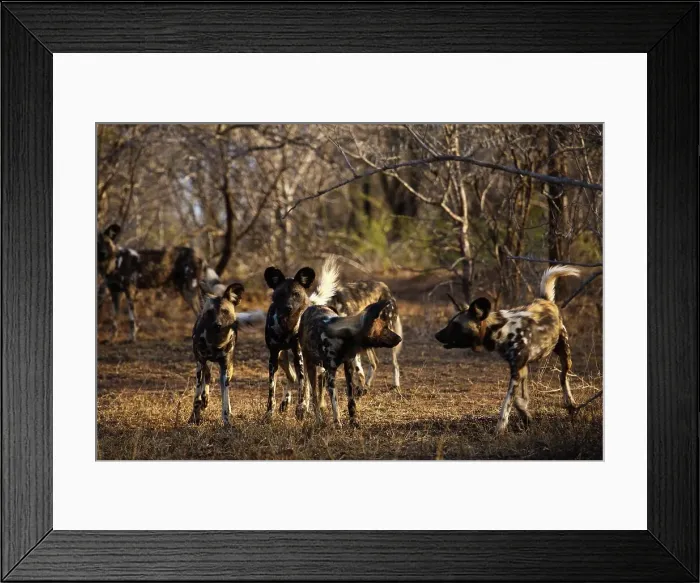 Framed Print : Wild Dog (Lycaon pictus). Hluhluwe iMfolozi Park Framed Print : Wild Dog (Lycaon pictus). Hluhluwe iMfolozi Park
