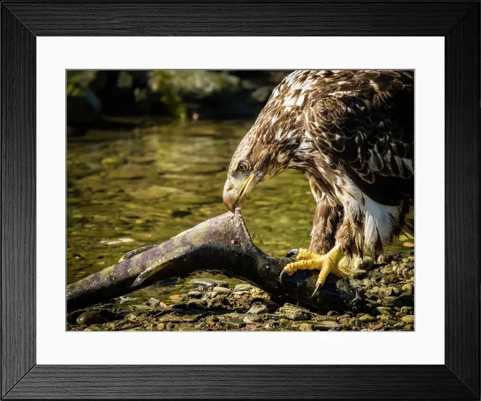 Framed Print : Alaska Alaska'a Inside Passage Alaska'a Inside Passage Juneau Framed Print : Alaska Alaska'a Inside Passage Alaska'a Inside Passage Juneau