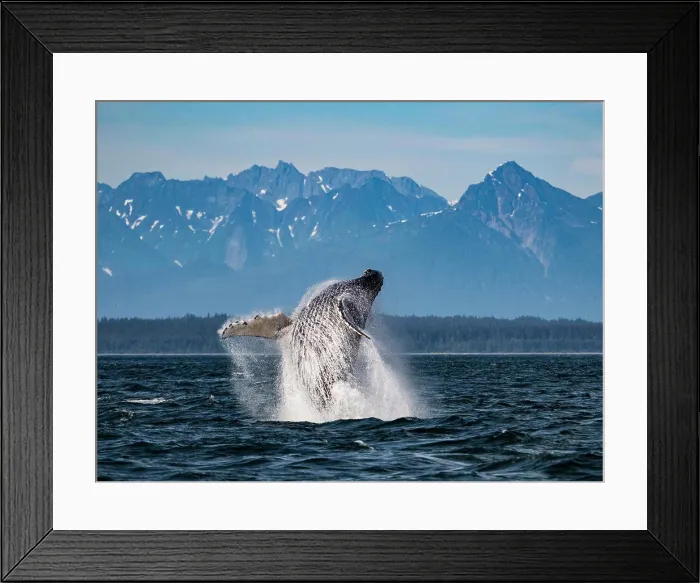 Framed Print : Sequence 2, Breaching Whale, Humpback Whale (Megaptera novaeangliae) jumps above the water in Icy Strait Framed Print : Sequence 2, Breaching Whale, Humpback Whale (Megaptera novaeangliae) jumps above the water in Icy Strait