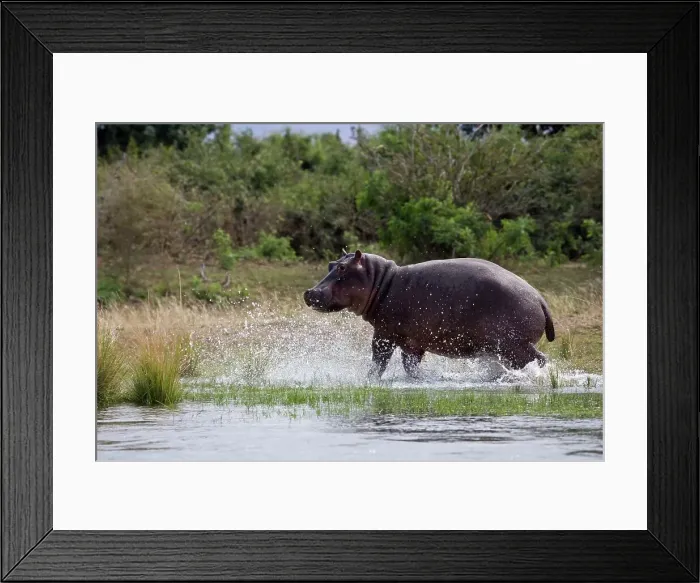 Framed Print : Hippo (Hippopotamus amphibius) Framed Print : Hippo (Hippopotamus amphibius)