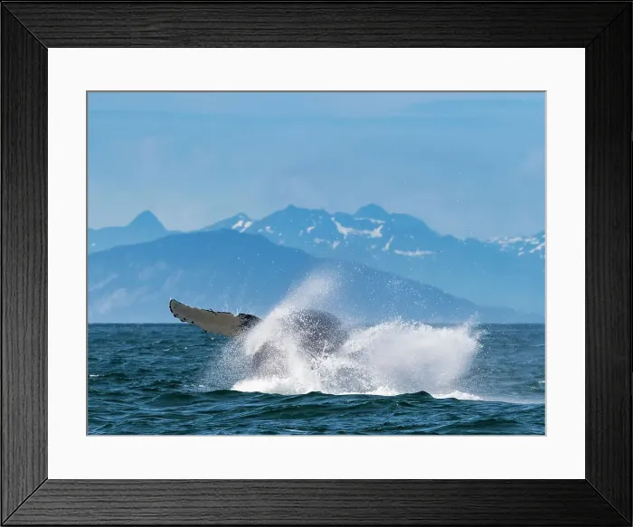 Framed Print : Alaska Breaching Whale Humpback Whale (Megaptera Novaeangliae) Framed Print : Alaska Breaching Whale Humpback Whale (Megaptera Novaeangliae)