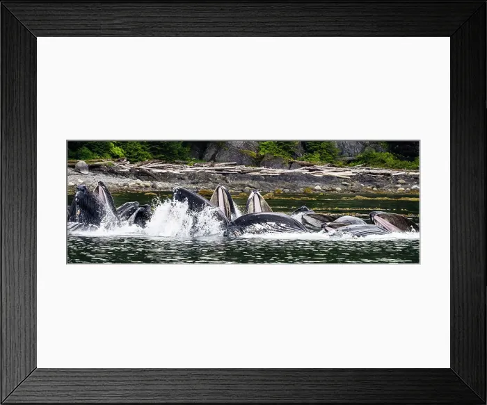 Framed Print : Alaska Fingers Humpback Whale (Megaptera Novaeangliae)