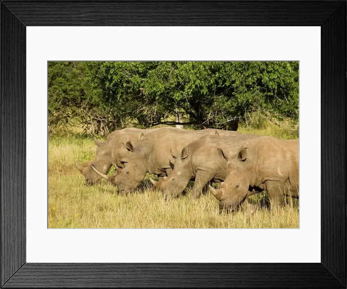 Framed Print : White Rhinoceros or Square-lipped Rhinoceros (Ceratotherium simum)