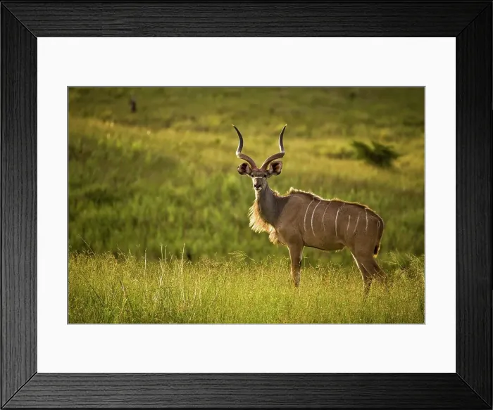 Framed Print : Kudu (Tragelaphus strepsiceros) Framed Print : Kudu (Tragelaphus strepsiceros)