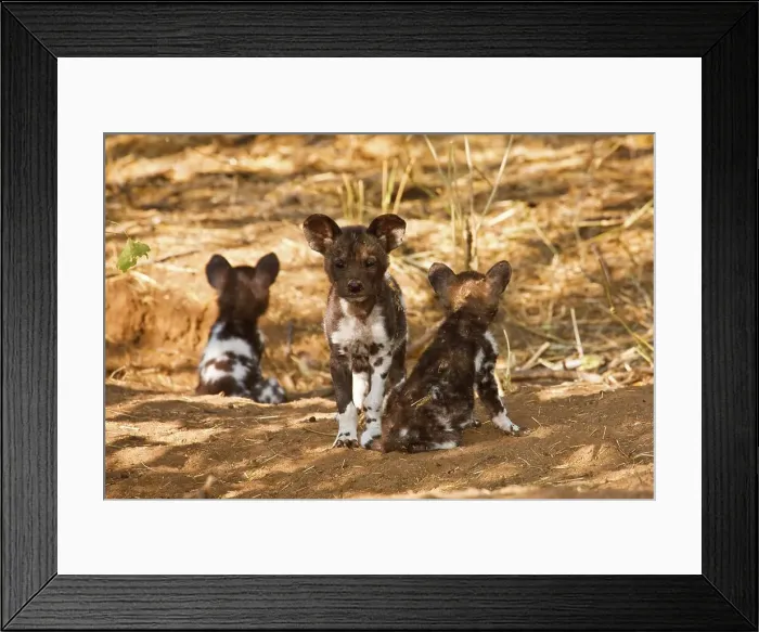 Framed Print : Wild Dog (Lycaon pictus). Northern Tuli Game Reserve Framed Print : Wild Dog (Lycaon pictus). Northern Tuli Game Reserve