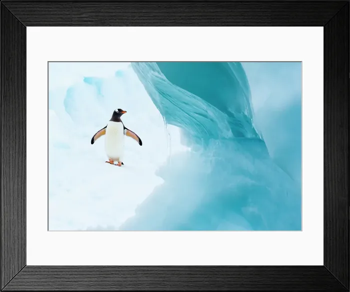 Framed Print : Adventure Adventure Travel Antarctica Blue Ice