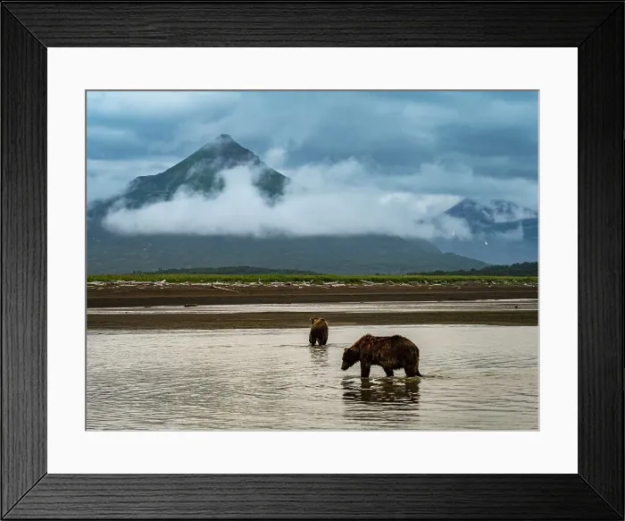 Framed Print : Alaska Chasing Salmon Coastal Brown Bears (Ursus Arctos Horribilis) Framed Print : Alaska Chasing Salmon Coastal Brown Bears (Ursus Arctos Horribilis)