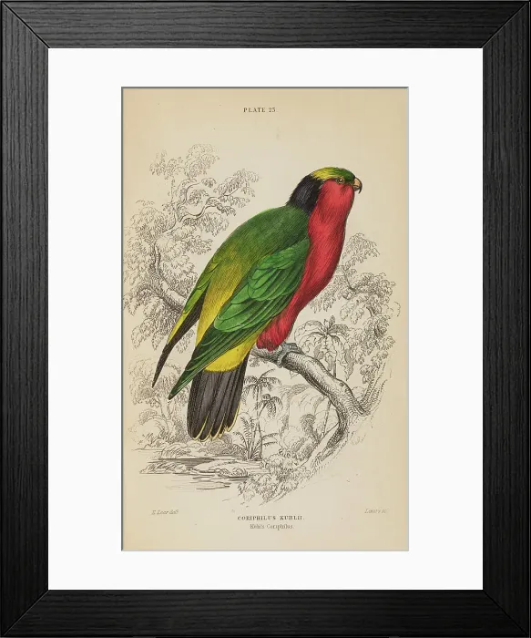 Framed Print : 1835 Antique Art Biology Bird Birds Classification