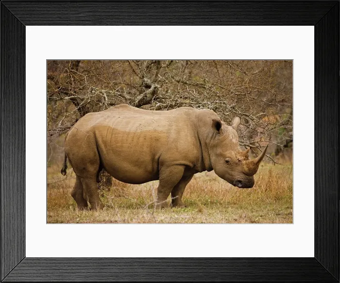 Framed Print : White Rhinoceros or Square-lipped Rhinoceros (Ceratotherium simum)