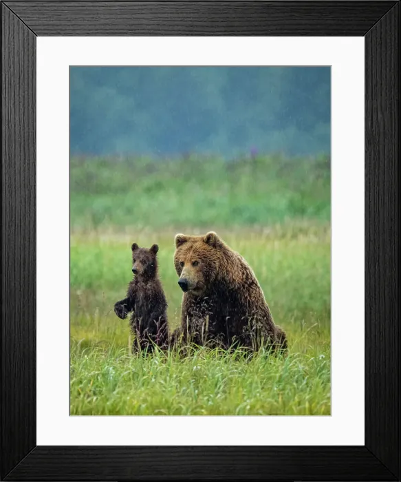 Framed Print : Alaska COY Chasing Salmon Coastal Brown Bears (Ursus Arctos Horribilis) Framed Print : Alaska COY Chasing Salmon Coastal Brown Bears (Ursus Arctos Horribilis)