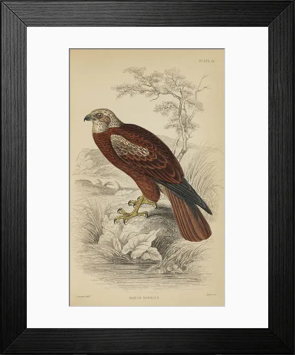 Framed Print : 1835 Antique Art Biology Bird Birds Classification Framed Print : 1835 Antique Art Biology Bird Birds Classification