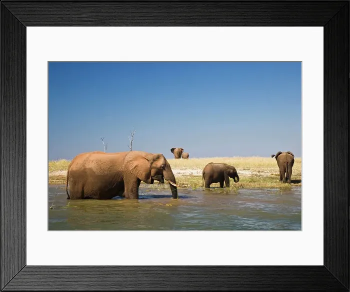 Framed Print : African Elephant Loxodonta Africana}