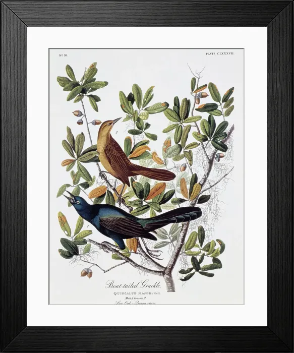 Framed Print : Boat Tailed Grackle - Male and Female by Audubon Framed Print : Boat Tailed Grackle - Male and Female by Audubon
