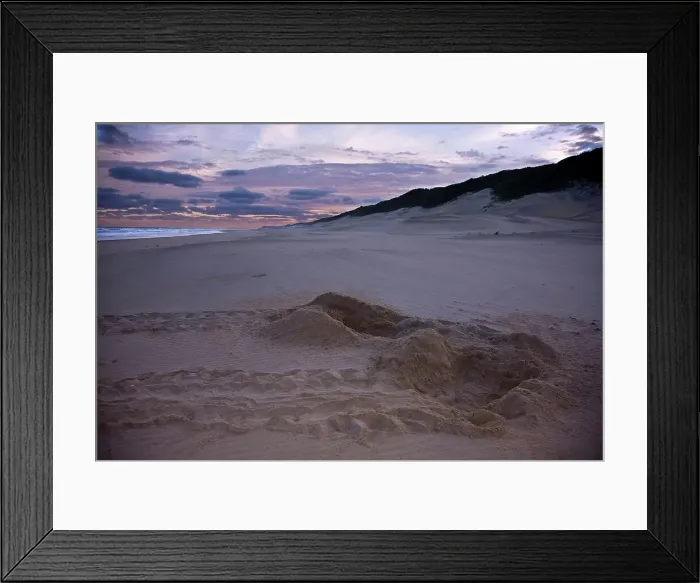 Framed Print : Loggerhead Turtle (Caretta caretta) tracks on beach