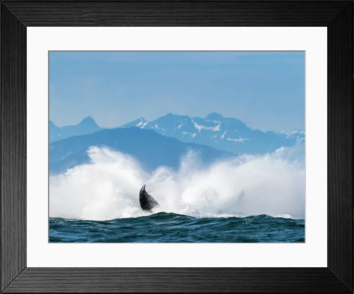 Framed Print : Alaska Breaching Whale Humpback Whale (Megaptera Novaeangliae) Framed Print : Alaska Breaching Whale Humpback Whale (Megaptera Novaeangliae)
