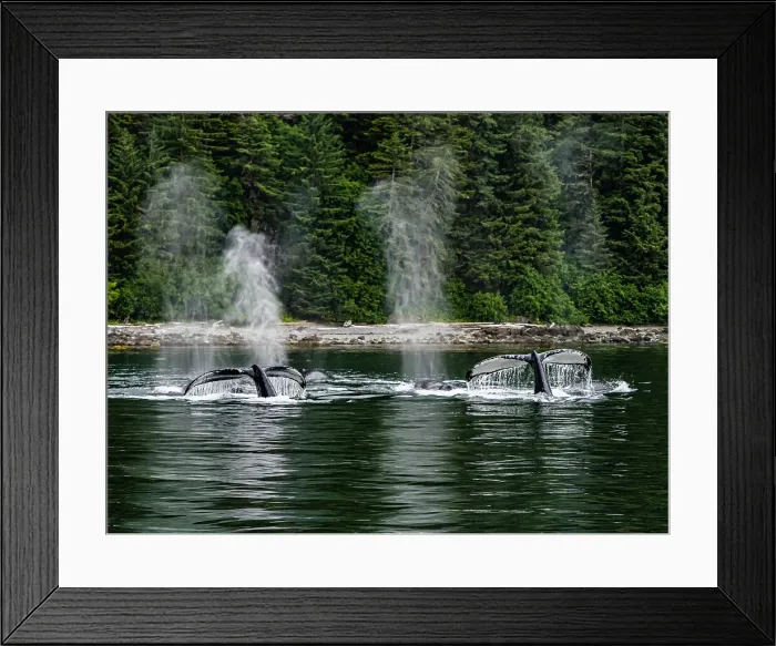 Framed Print : Alaska Fingers Humpback Whale (Megaptera Novaeangliae) Framed Print : Alaska Fingers Humpback Whale (Megaptera Novaeangliae)