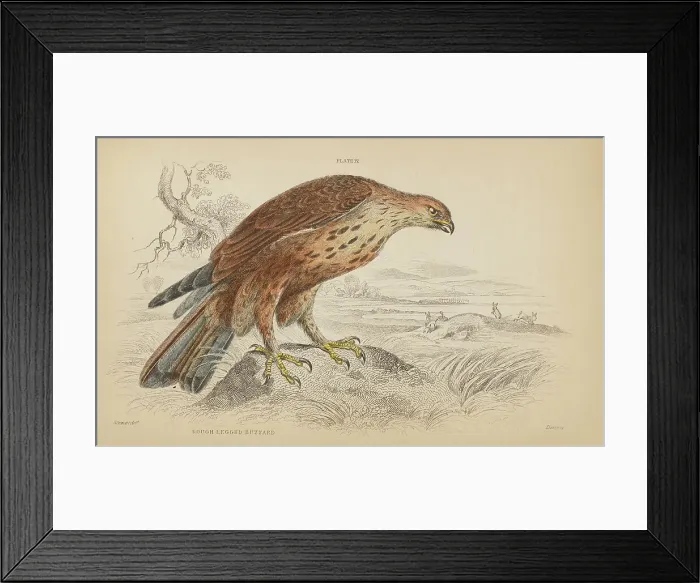 Framed Print : 1835 Antique Art Biology Bird Birds Classification