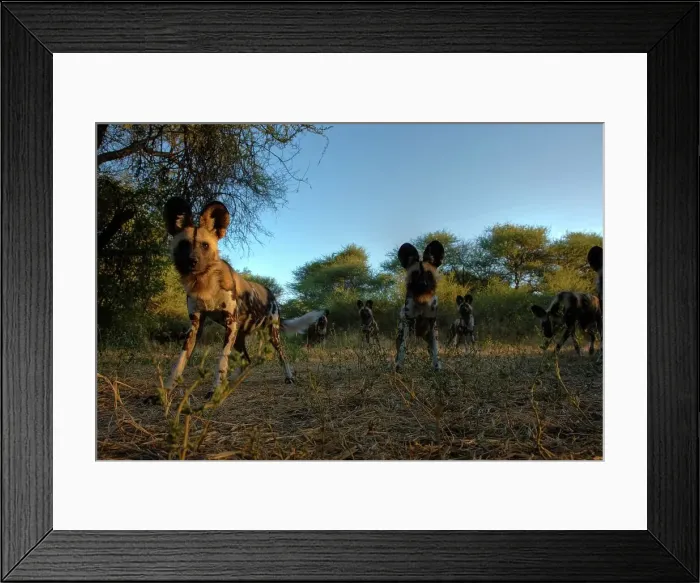 Framed Print : Wild Dog (Lycaon pictus). Northern Tuli Game Reserve