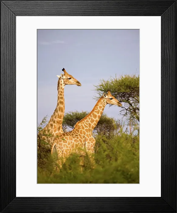 Framed Print : Giraffe Giraffa Camelopardalis} Framed Print : Giraffe Giraffa Camelopardalis}