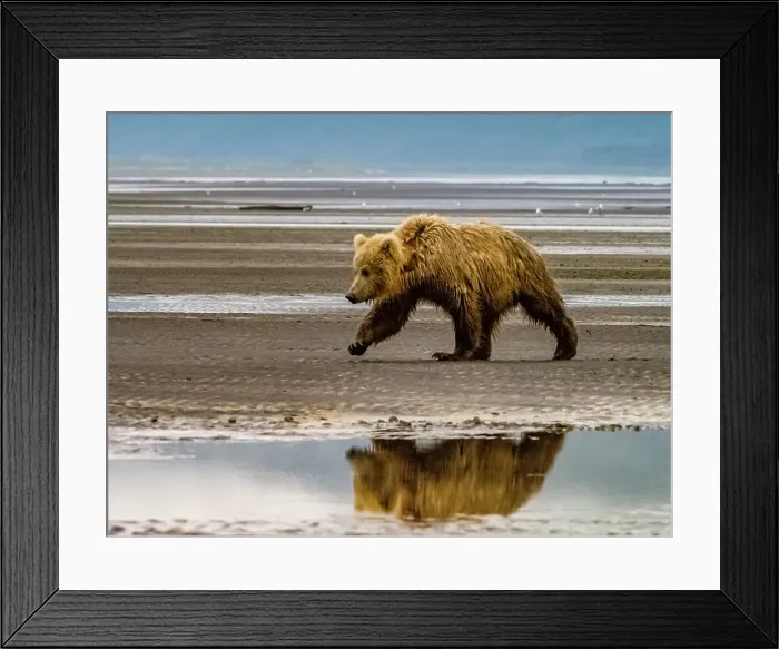Framed Print : Alaska Chasing Salmon Coastal Brown Bears (Ursus Arctos Horribilis)