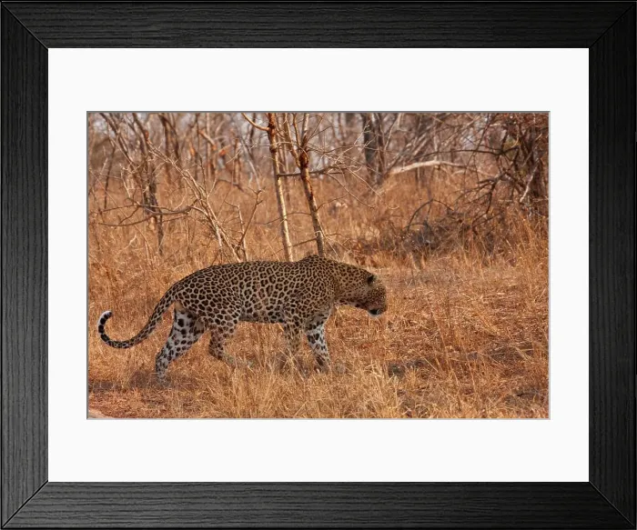 Framed Print : Leopard (Panthera pardus). Kruger National Park Framed Print : Leopard (Panthera pardus). Kruger National Park