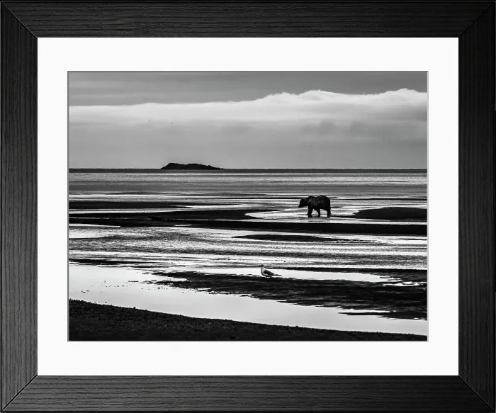 Framed Print : Alaska Black & White Chasing Salmon Coastal Brown Bears (Ursus Arctos Horribilis) Framed Print : Alaska Black & White Chasing Salmon Coastal Brown Bears (Ursus Arctos Horribilis)