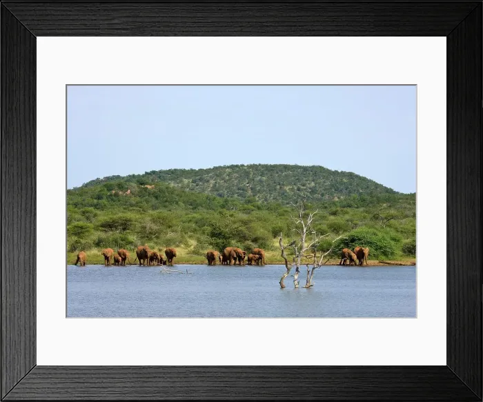 Framed Print : African Elephant (Loxodonta africana) Framed Print : African Elephant (Loxodonta africana)