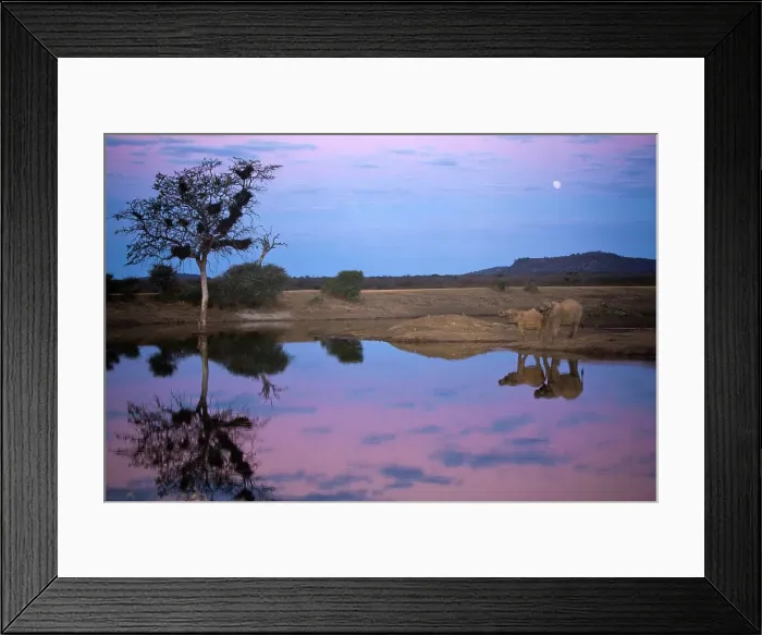 Framed Print : African Elephant (Loxodonta africana) Framed Print : African Elephant (Loxodonta africana)