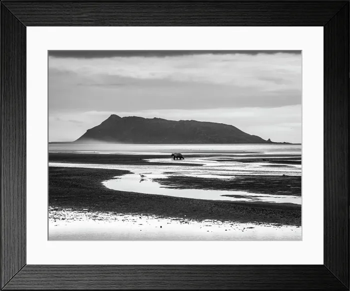 Framed Print : Alaska Black & White Chasing Salmon Coastal Brown Bears (Ursus Arctos Horribilis) Framed Print : Alaska Black & White Chasing Salmon Coastal Brown Bears (Ursus Arctos Horribilis)