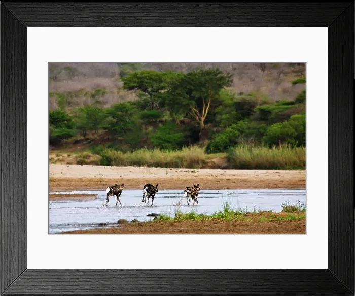 Framed Print : Wild Dog (Lycaon pictus). Hluhluwe iMfolozi Park Framed Print : Wild Dog (Lycaon pictus). Hluhluwe iMfolozi Park