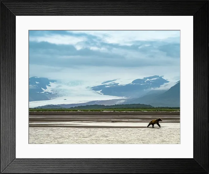 Framed Print : Alaska Chasing Salmon Coastal Brown Bears (Ursus Arctos Horribilis) Framed Print : Alaska Chasing Salmon Coastal Brown Bears (Ursus Arctos Horribilis)