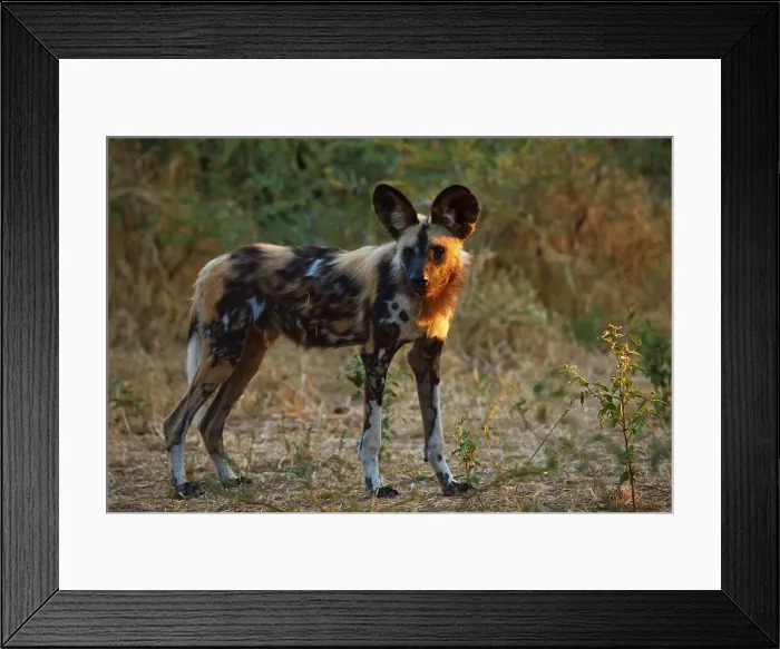 Framed Print : Wild Dog (Lycaon pictus). Northern Tuli Game Reserve