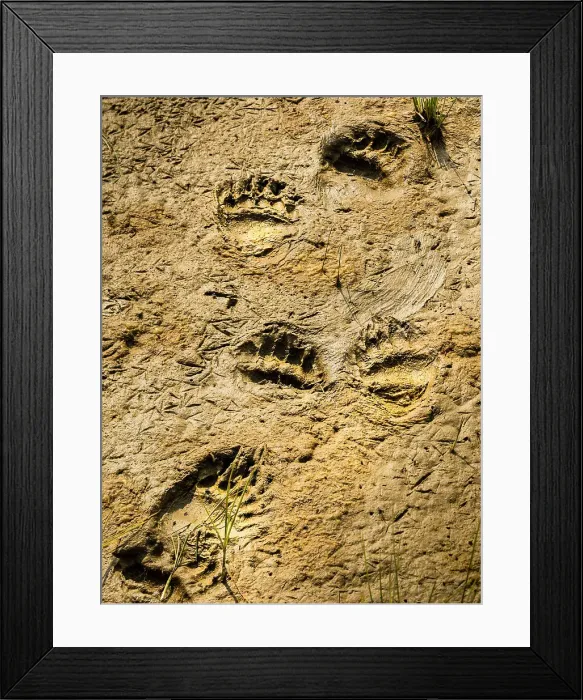 Framed Print : Alaska Alaska Peninsula Bear Tracks Bear Tracks In Mud Framed Print : Alaska Alaska Peninsula Bear Tracks Bear Tracks In Mud
