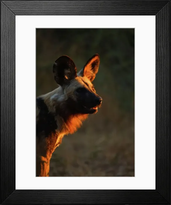 Framed Print : Wild Dog (Lycaon pictus). Northern Tuli Game Reserve Framed Print : Wild Dog (Lycaon pictus). Northern Tuli Game Reserve