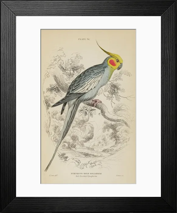 Framed Print : 1835 Antique Art Biology Bird Birds Classification Framed Print : 1835 Antique Art Biology Bird Birds Classification