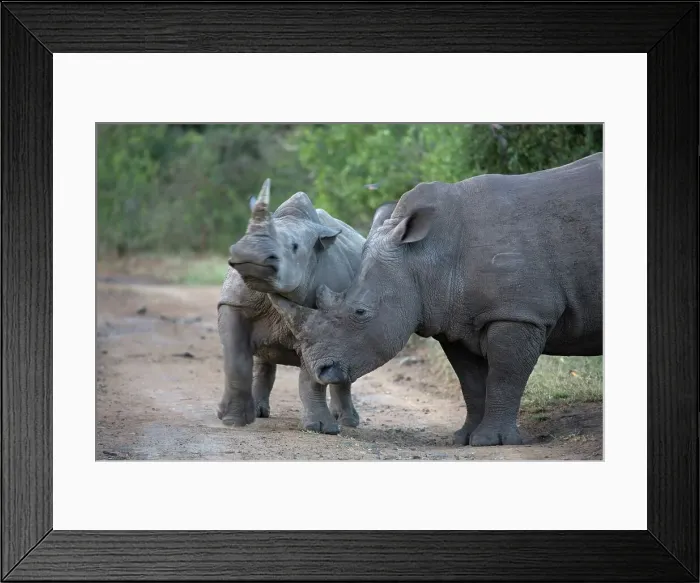 Framed Print : White Rhinoceros or Square-lipped Rhinoceros (Ceratotherium simum)
