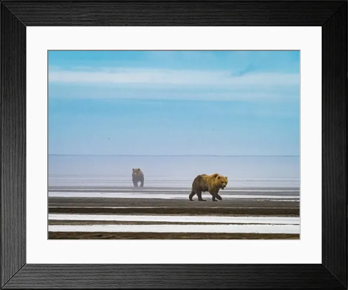 Framed Print : Alaska Chasing Salmon Coastal Brown Bears (Ursus Arctos Horribilis)