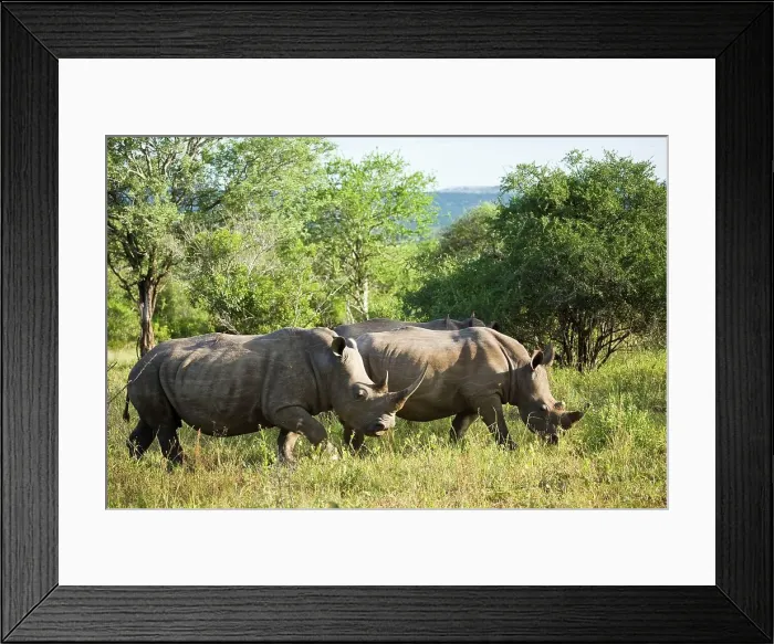 Framed Print : White Rhinoceros or Square-lipped Rhinoceros (Ceratotherium simum)