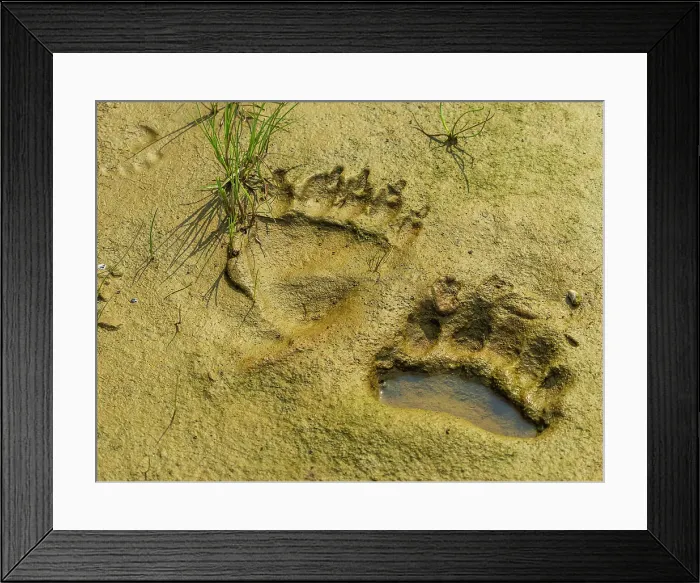 Framed Print : Alaska Alaska Peninsula Bear Tracks Bear Tracks In Mud Framed Print : Alaska Alaska Peninsula Bear Tracks Bear Tracks In Mud